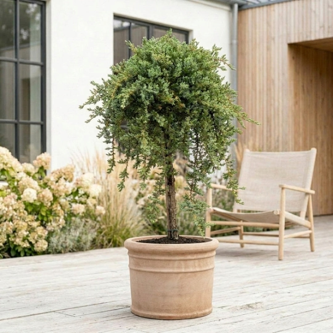Low Glow "japansk Juniperus communis" 110-130 cm + Færdigomplantet i valgfri krukke
