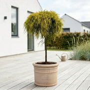 Sun Gold "Chamaecyparis pisifera ‘Sungold’ på stamme" 90-100cm + Færdigomplantet i valgfri krukke