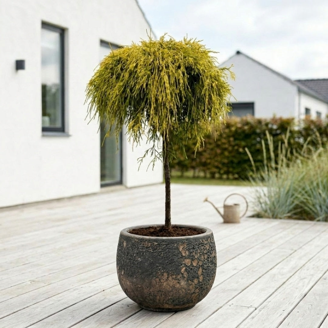 Sun Gold "Chamaecyparis pisifera ‘Sungold’ på stamme" 90-100cm + Færdigomplantet i valgfri krukke