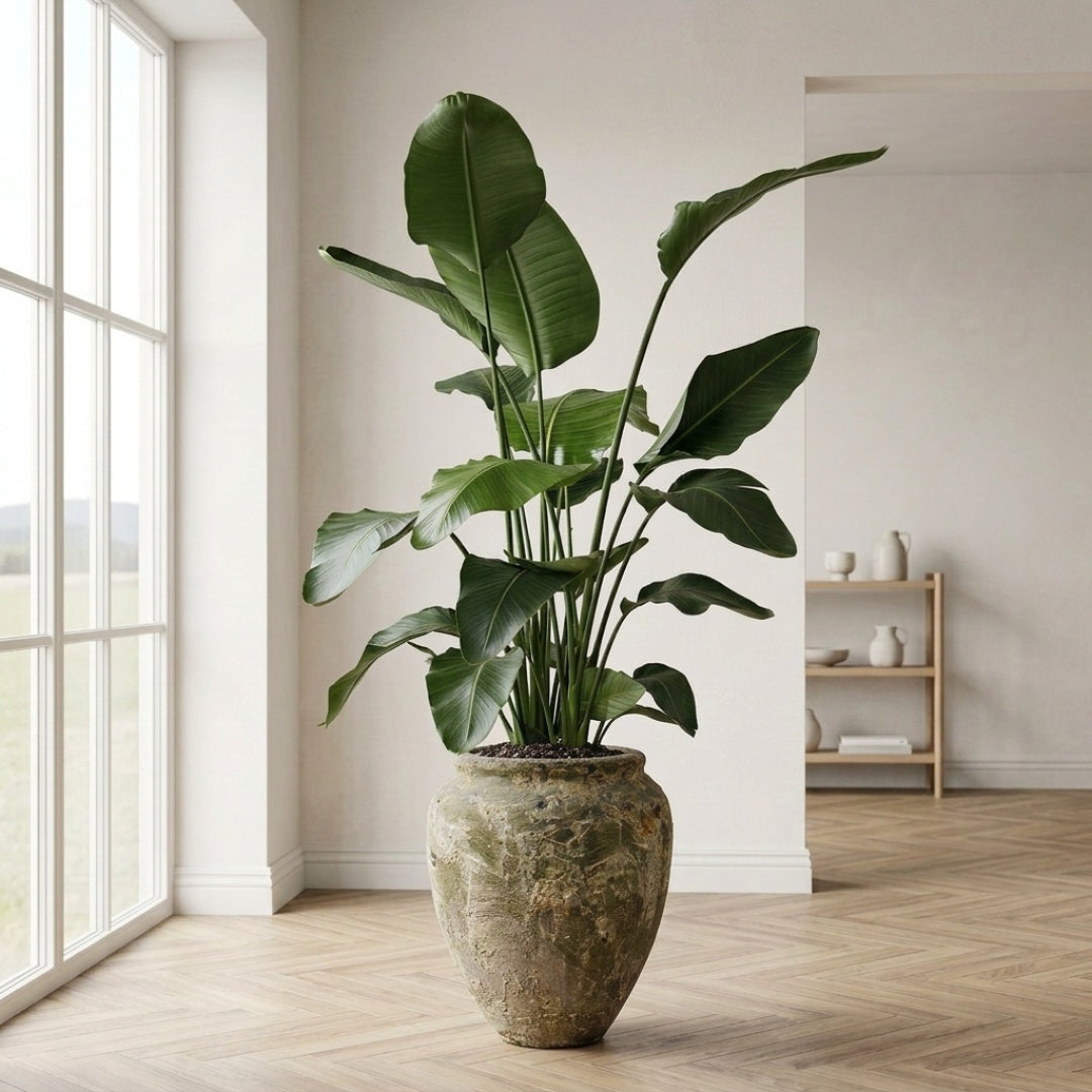 Strelitzia Nicolai 190-210cm + valgfri krukke