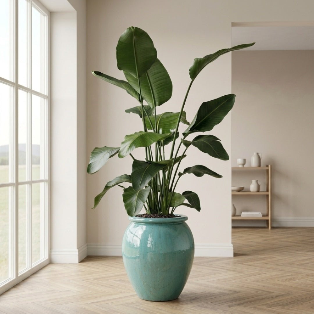 Strelitzia Nicolai 190-210cm + valgfri krukke