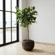 Ficus benghalensis ‘Audrey’ 140-160cm + valgfri krukke