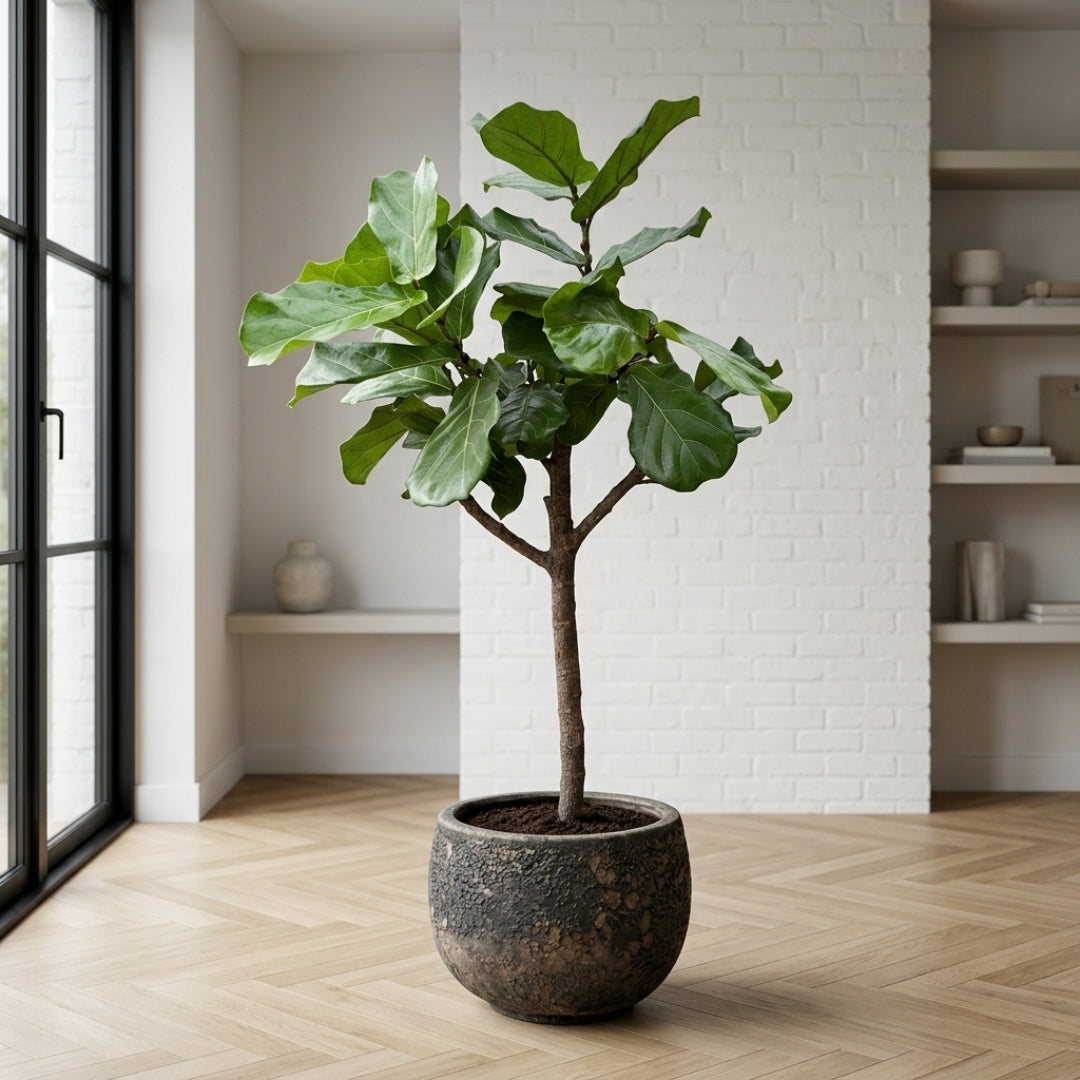 Ficus lyrata 140-160cm + valgfri krukke