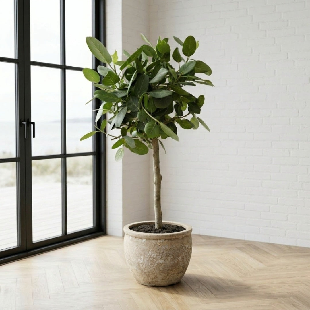Ficus benghalensis ‘Audrey’ 140-160cm + valgfri krukke