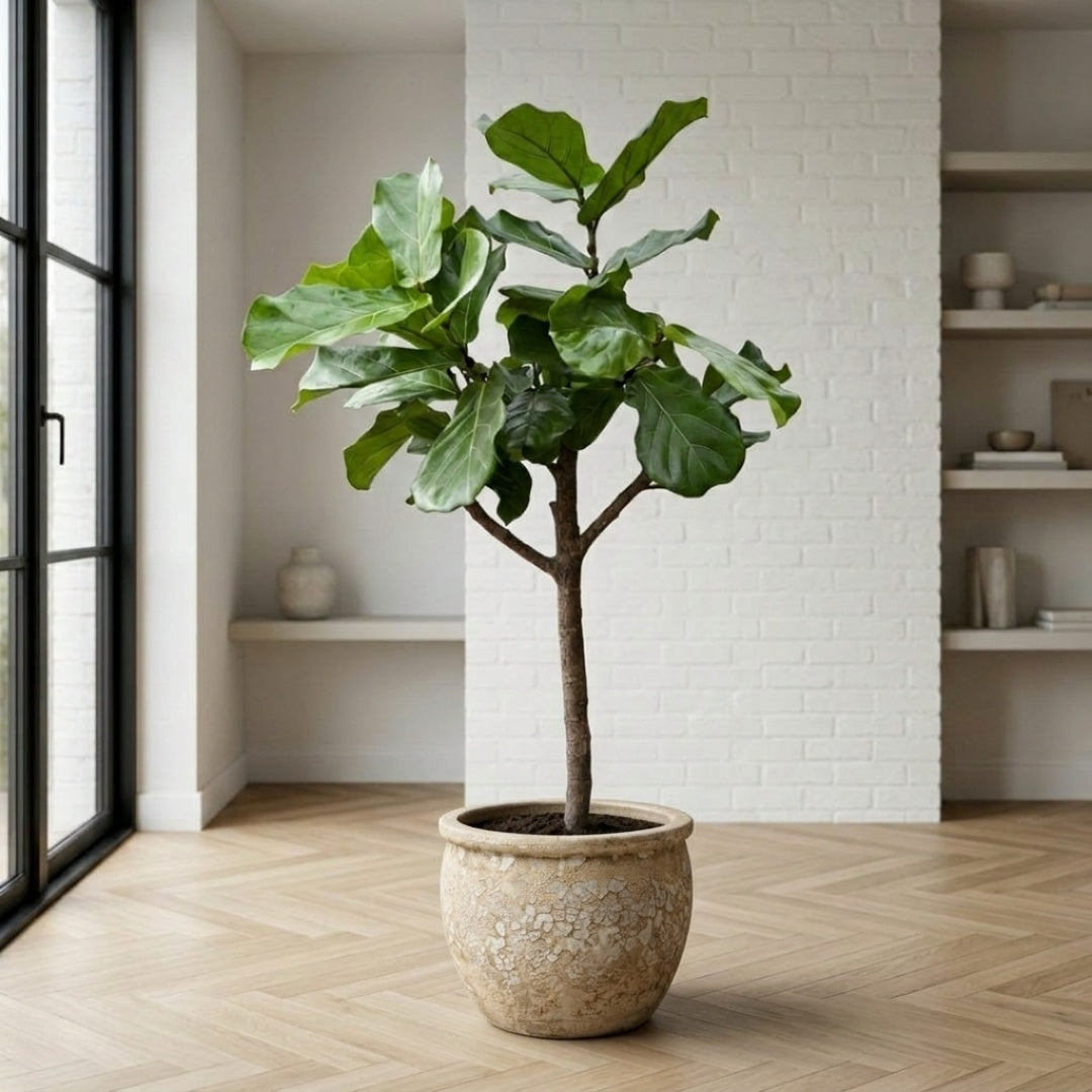 Ficus lyrata 140-160cm + valgfri krukke