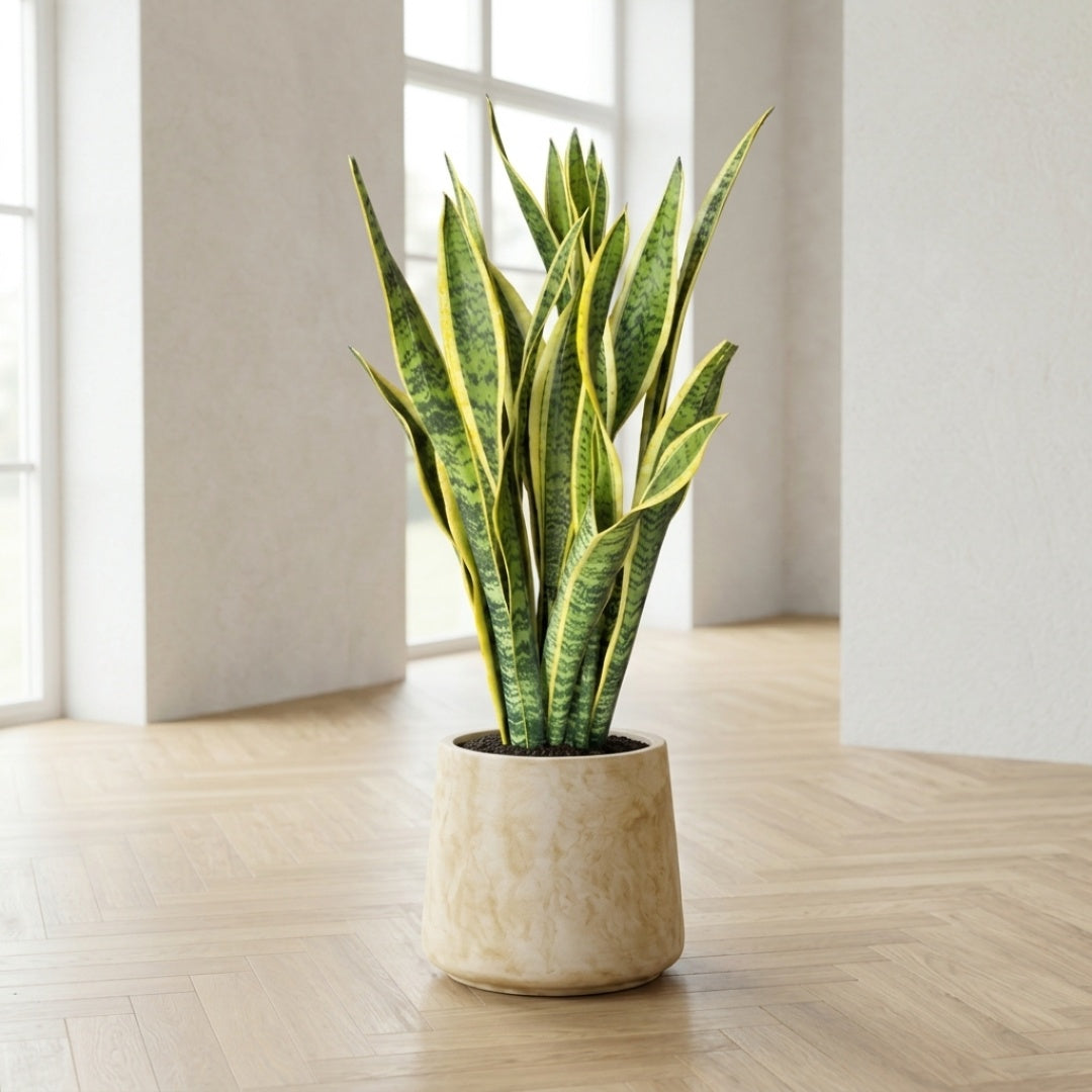 Sansevieria ‘Laurentii’ + valgfri krukke