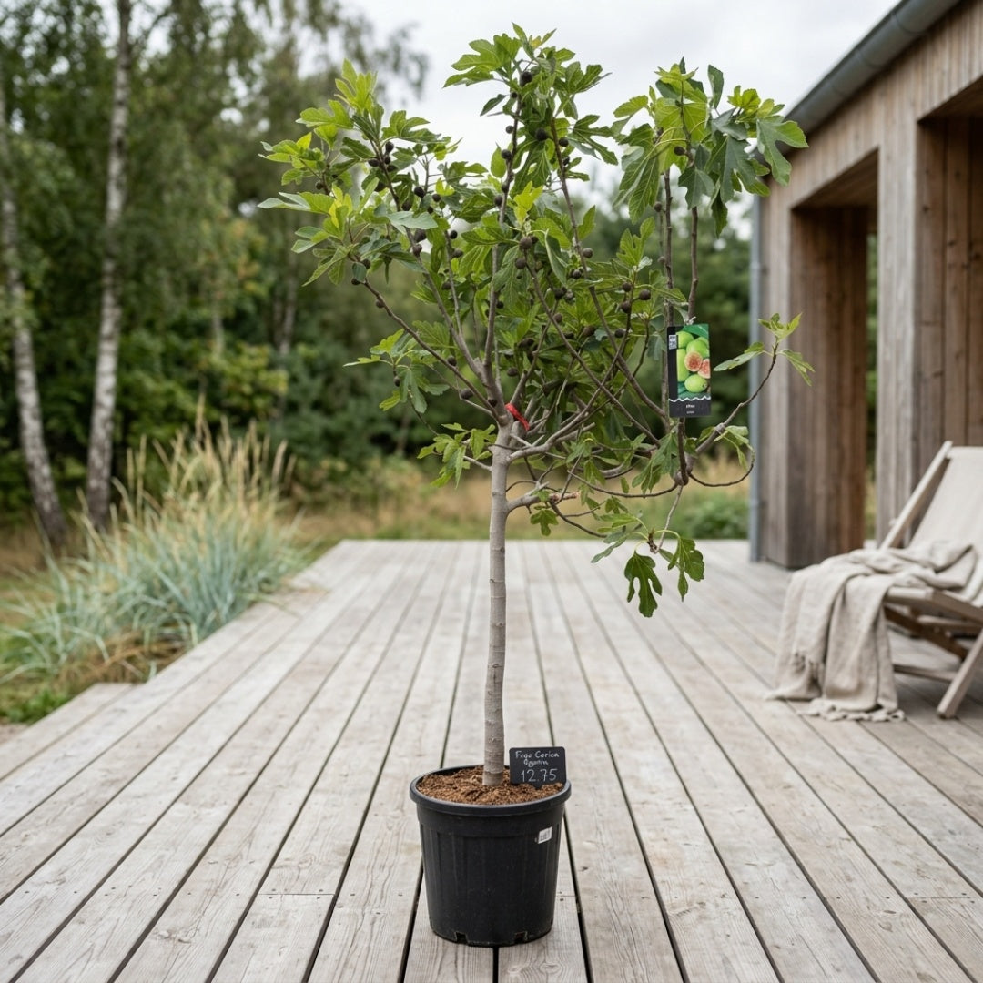 Figentræ, Ficus Carica 250cm
