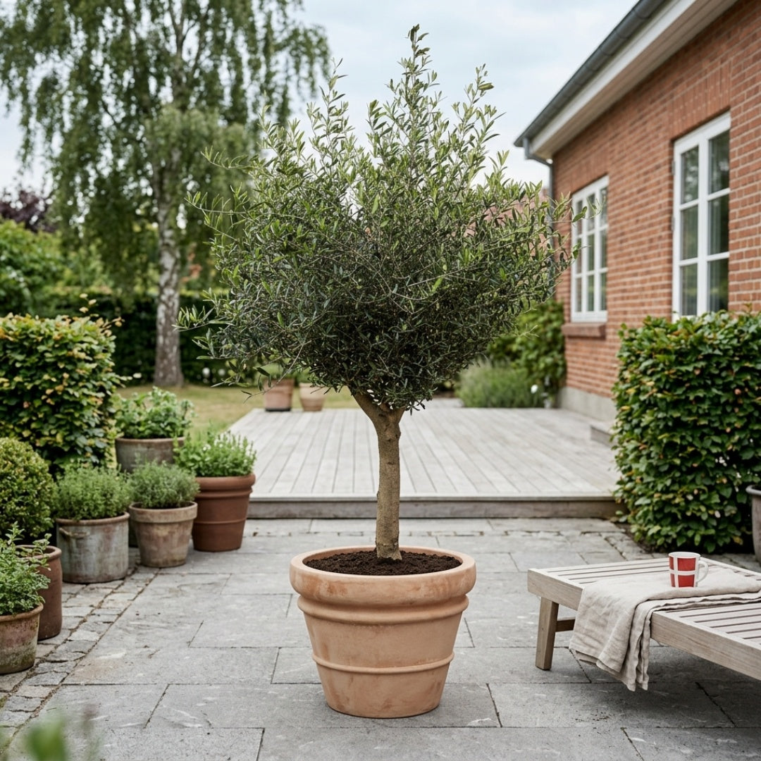 Oliventræ 20-25år + Florae Choco Krukke, Ø50cm (1 stk. Omplantet)