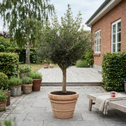 Oliventræ 20-25år + Florae Choco Krukke, Ø50cm (1 stk. Omplantet)