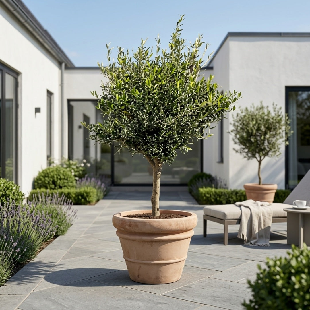 Oliventræ 20-25år + Florae Choco Krukke, Ø50cm (Omplantet)