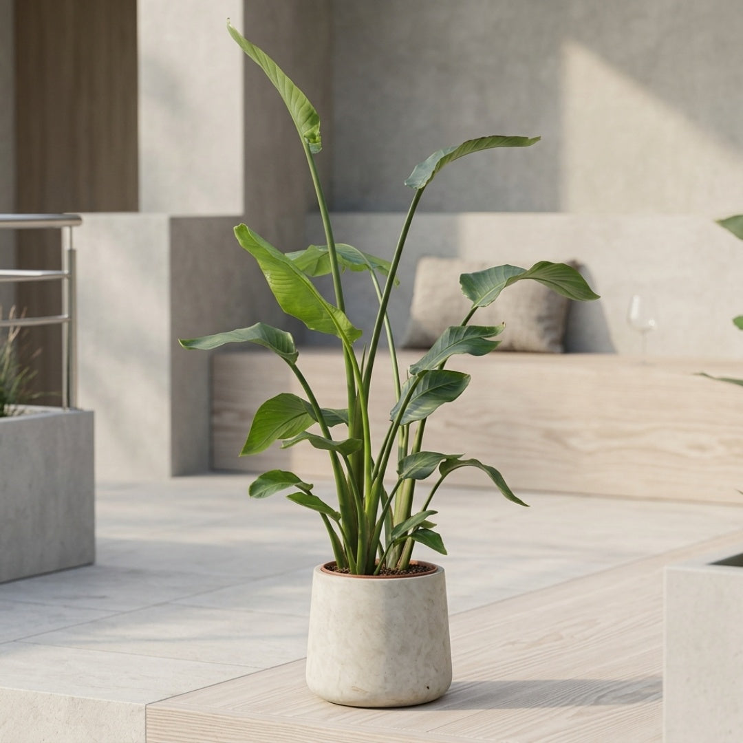 Strelitzia Nicolai 150-175cm + valgfri krukke