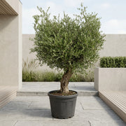 Oliventræ Arbequina +40år 180-220cm.