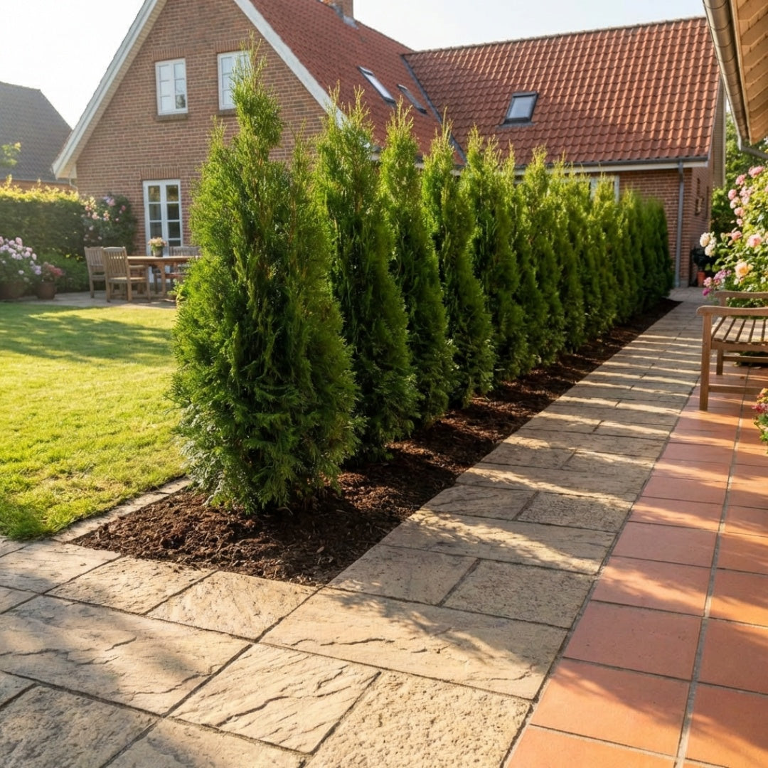 Thuja 'Brabant' 180-200cm GRO GARANTI