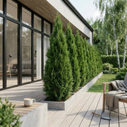 Thuja 'Smaragd' 160-180cm GRO GARANTI