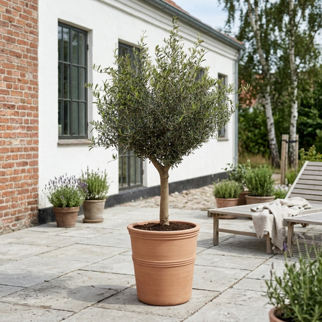Oliventræ 20-25år + Terra Vita Krukke, Ø45cm (1 stk. Omplantet)