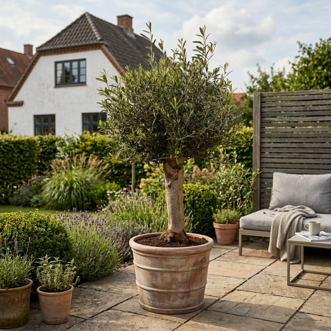 Oliventræ, Arbequina +40 år, 150-160 cm