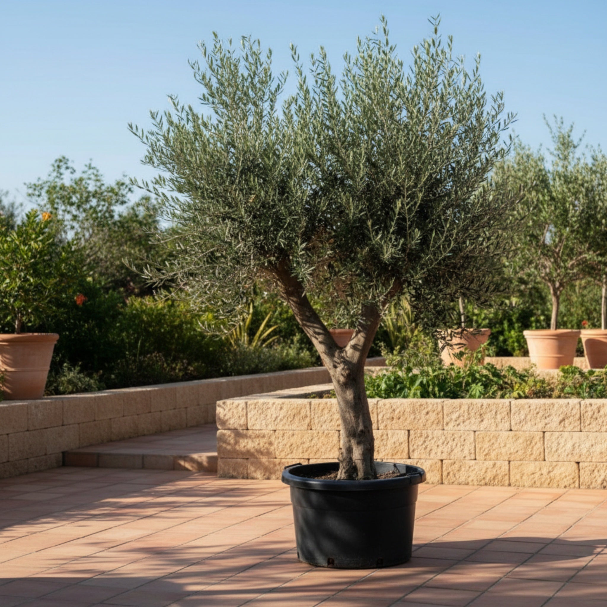 Oliventræ i XL. +100år gammelt. 45-50ltr potte.