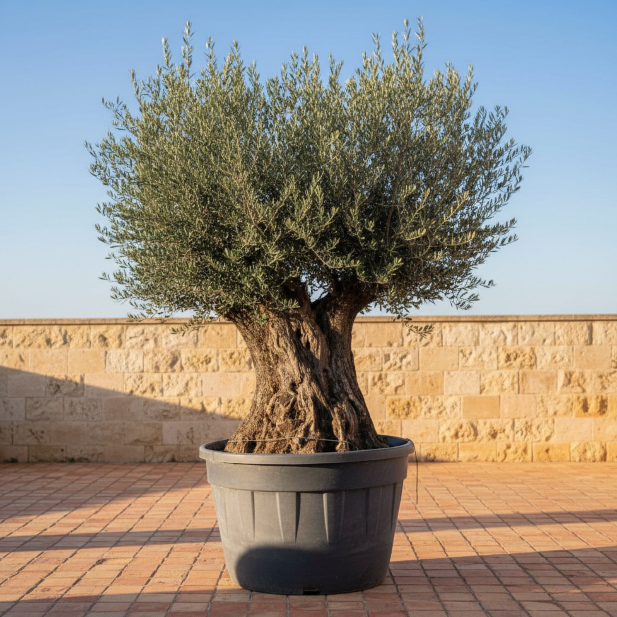 Oliventræ i XXXL +300 år., 210-240 cm