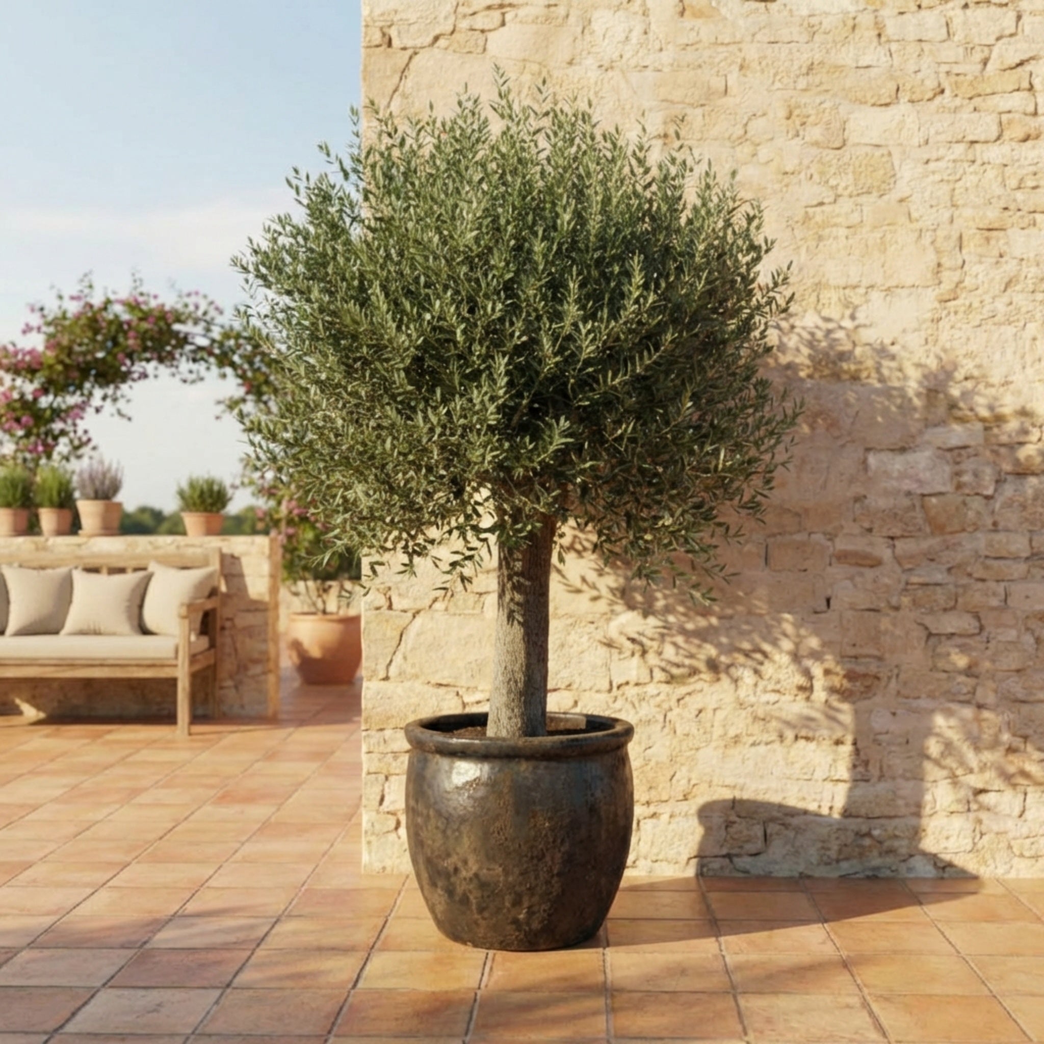 Oliventræ i XL +35år gammelt. 180-220cm høj. Stammeomkreds 30-40cm