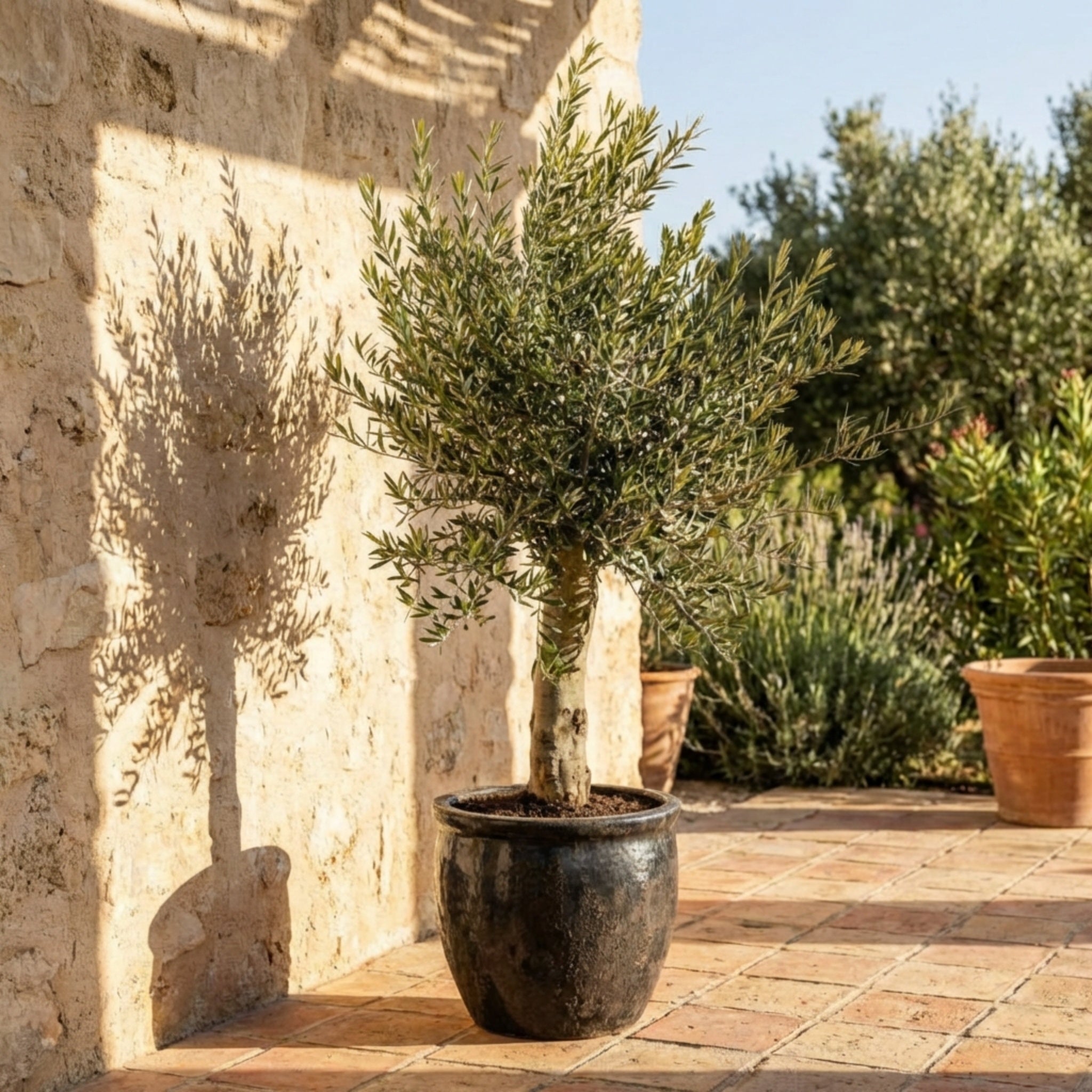 Oliventræ i XL +25år gammelt. 160-180cm høj. Stammeomkreds 20-30cm