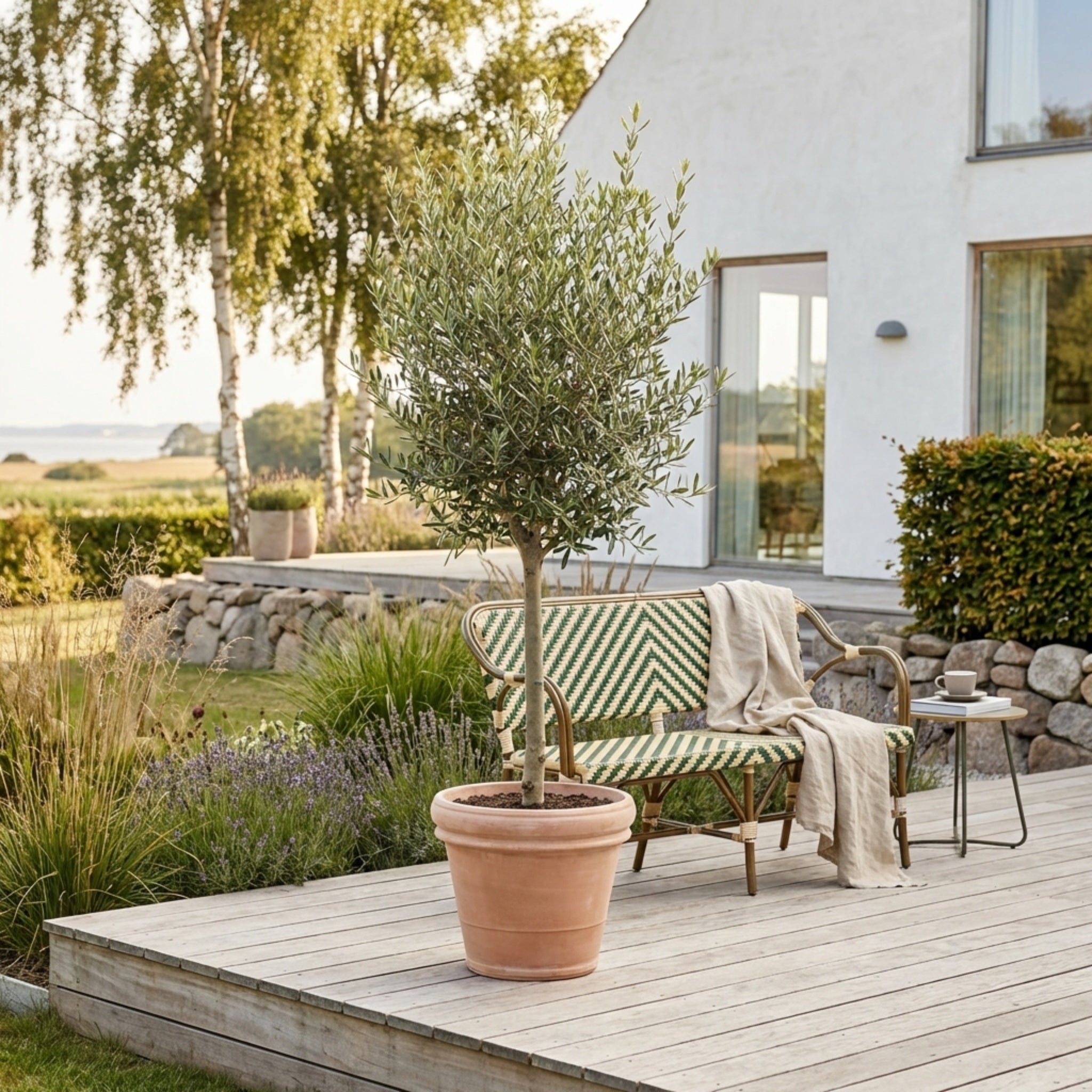 Oliventræ Arbequina 6-10år, 140-160 cm