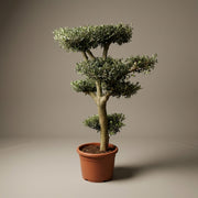 Bonsai Oliventræ +30år gammelt. 150-170cm høj. Stammeomkreds 30-40cm