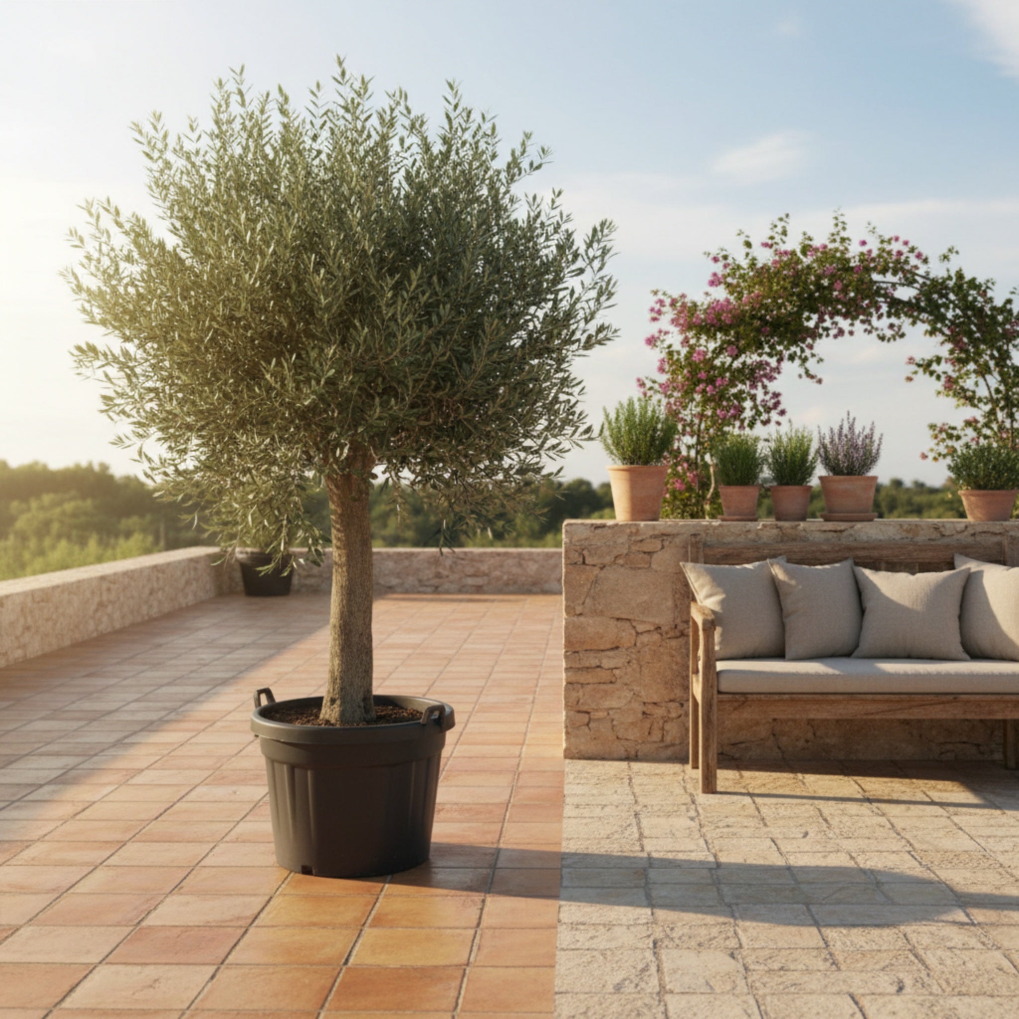 Oliventræ i XL 170-210cm