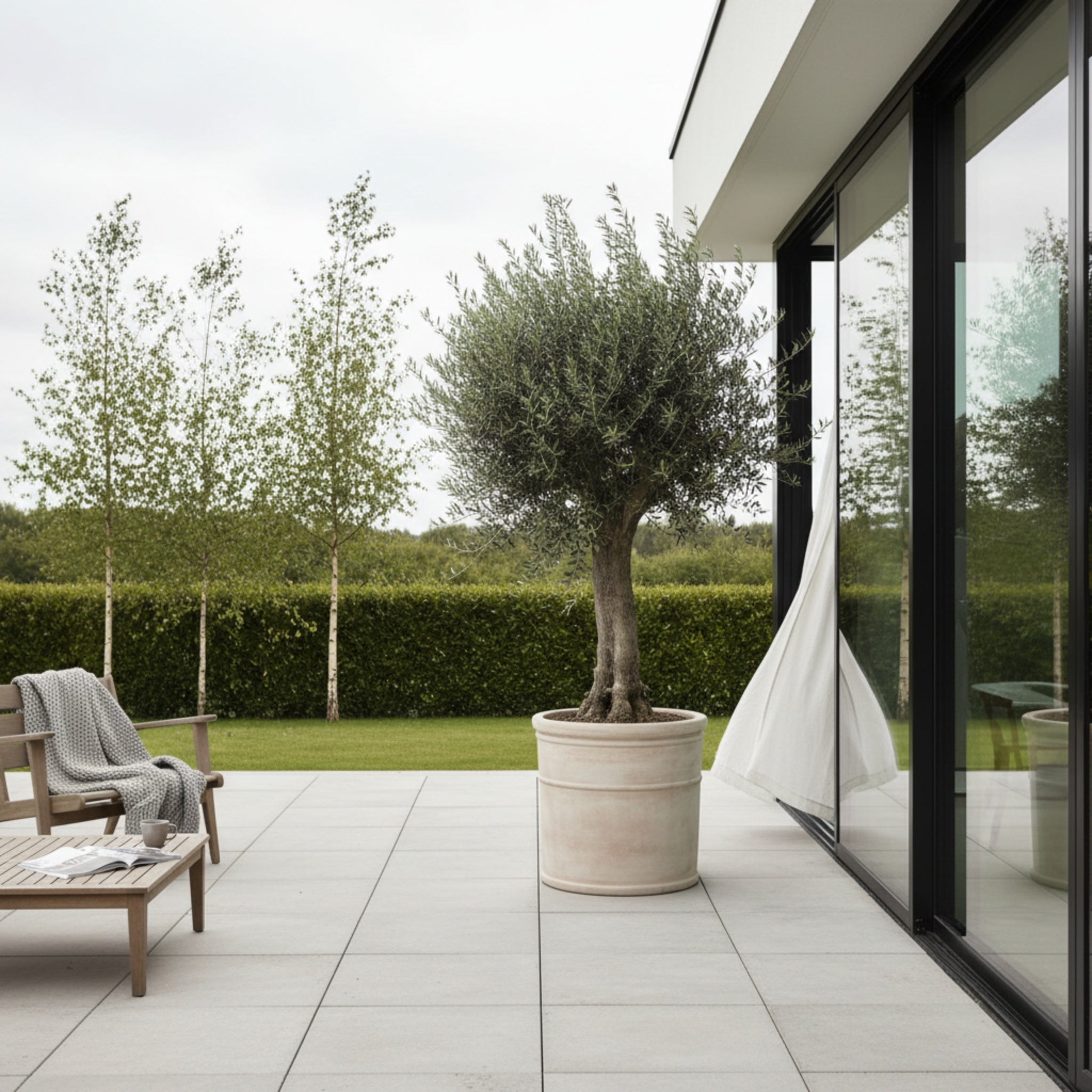 Oliventræ i XL 170-210cm