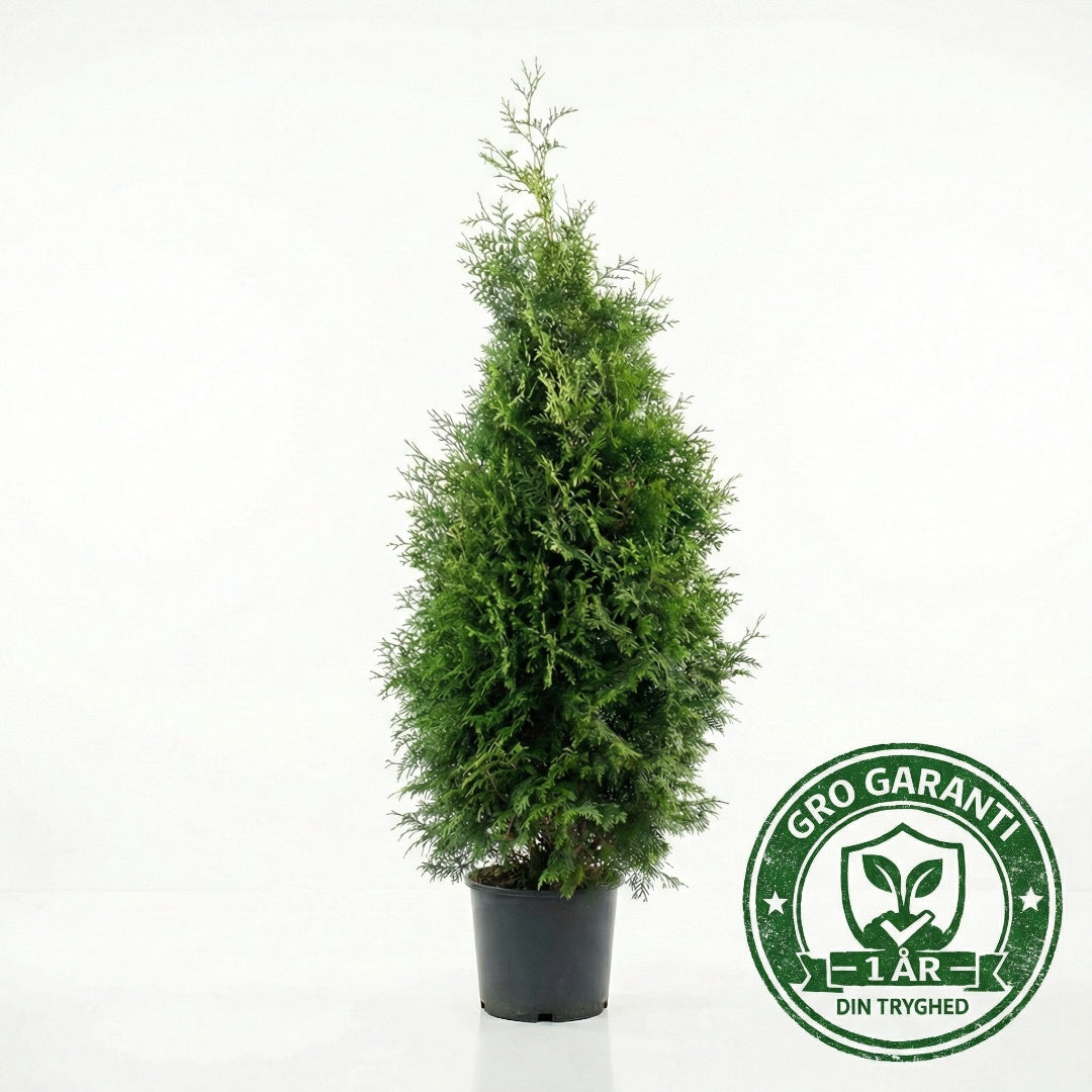 Thuja 'Brabant' 80-100cm GRO GARANTI