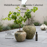 Vinstokke i Water Jar Atlantis & Parlour Krukke sæt
