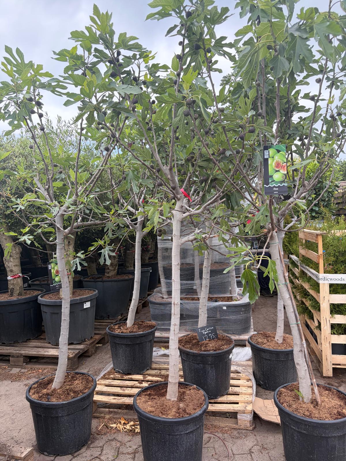 Figentræ, Ficus Carica 250cm