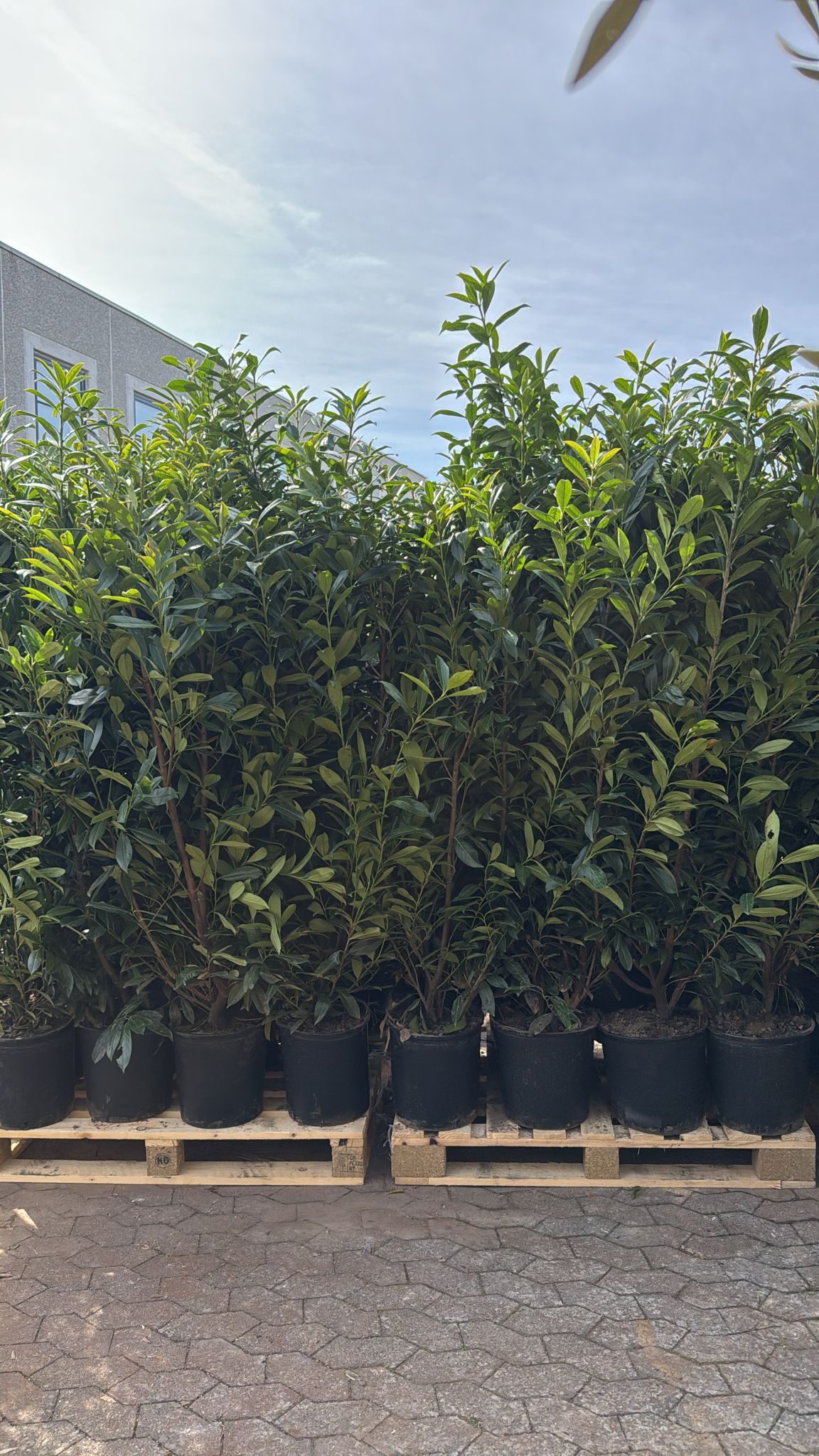 Laurbærkirsebær hæk, Prunus Caucasica, 175-185 cm